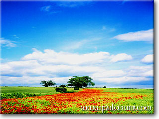 poppy fields