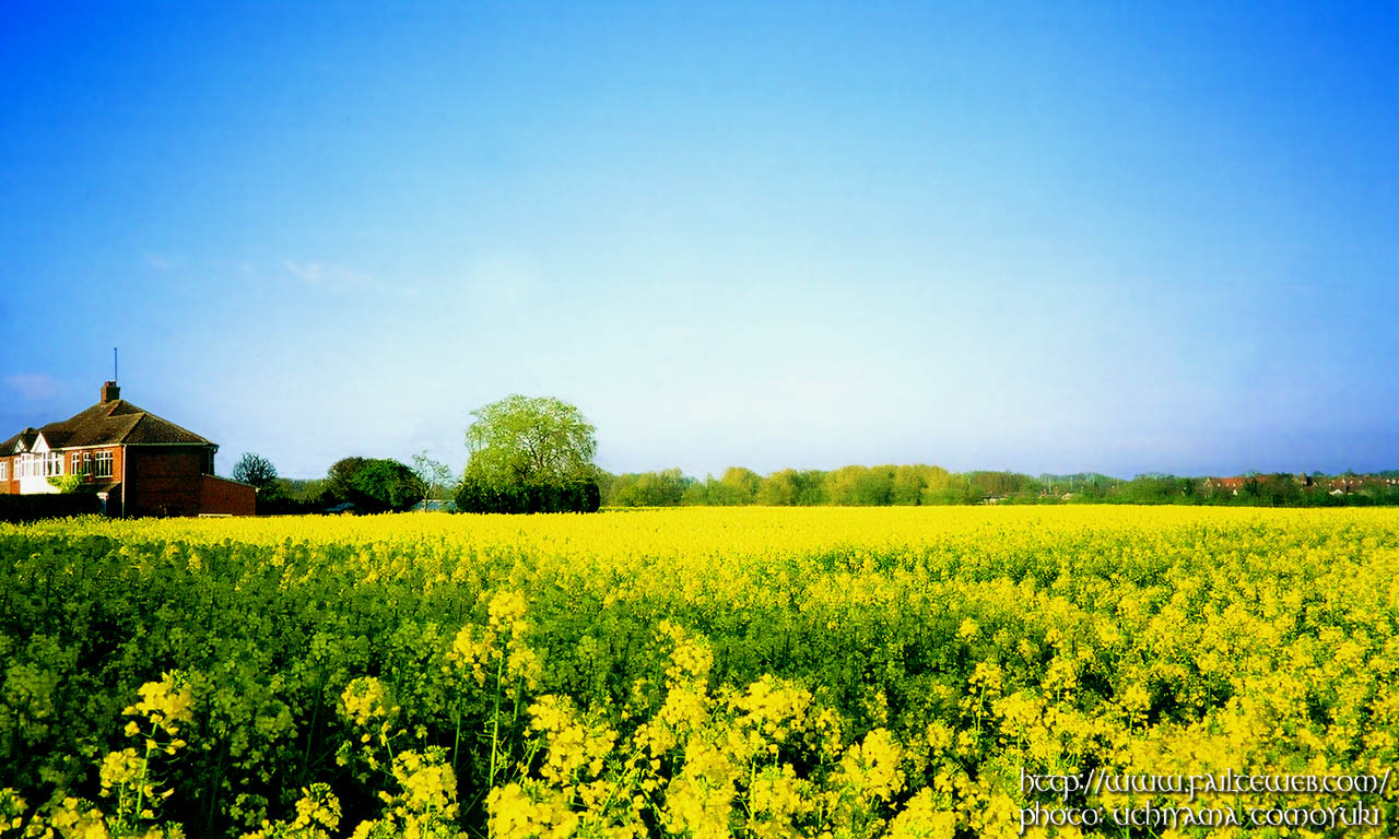 Rape Fields WALLPAPER