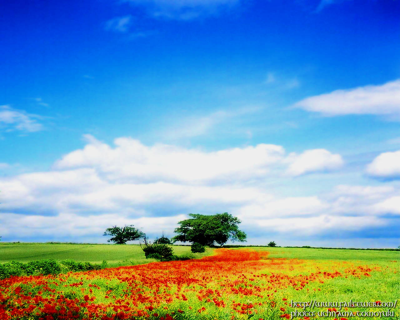 Poppy Fields WALLPAPER