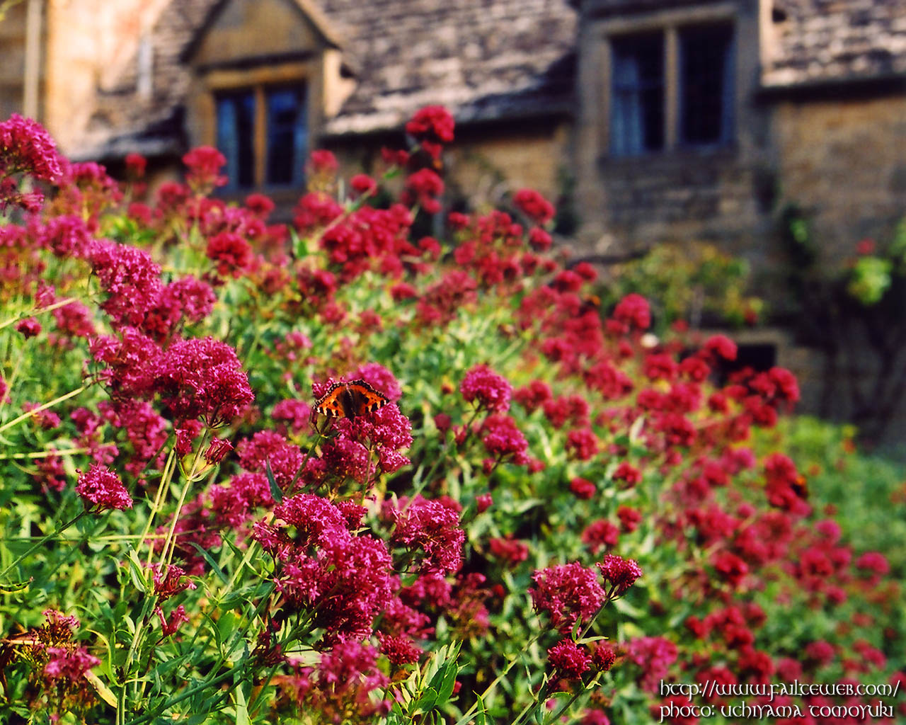 Butterfly Garden WALLPAPER